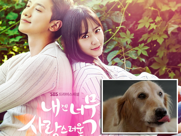 Dalbong, Anjing Dalam Drama ‘My Lovely Girl’ Ini Tak Kalah Populer dengan Pemainnya!